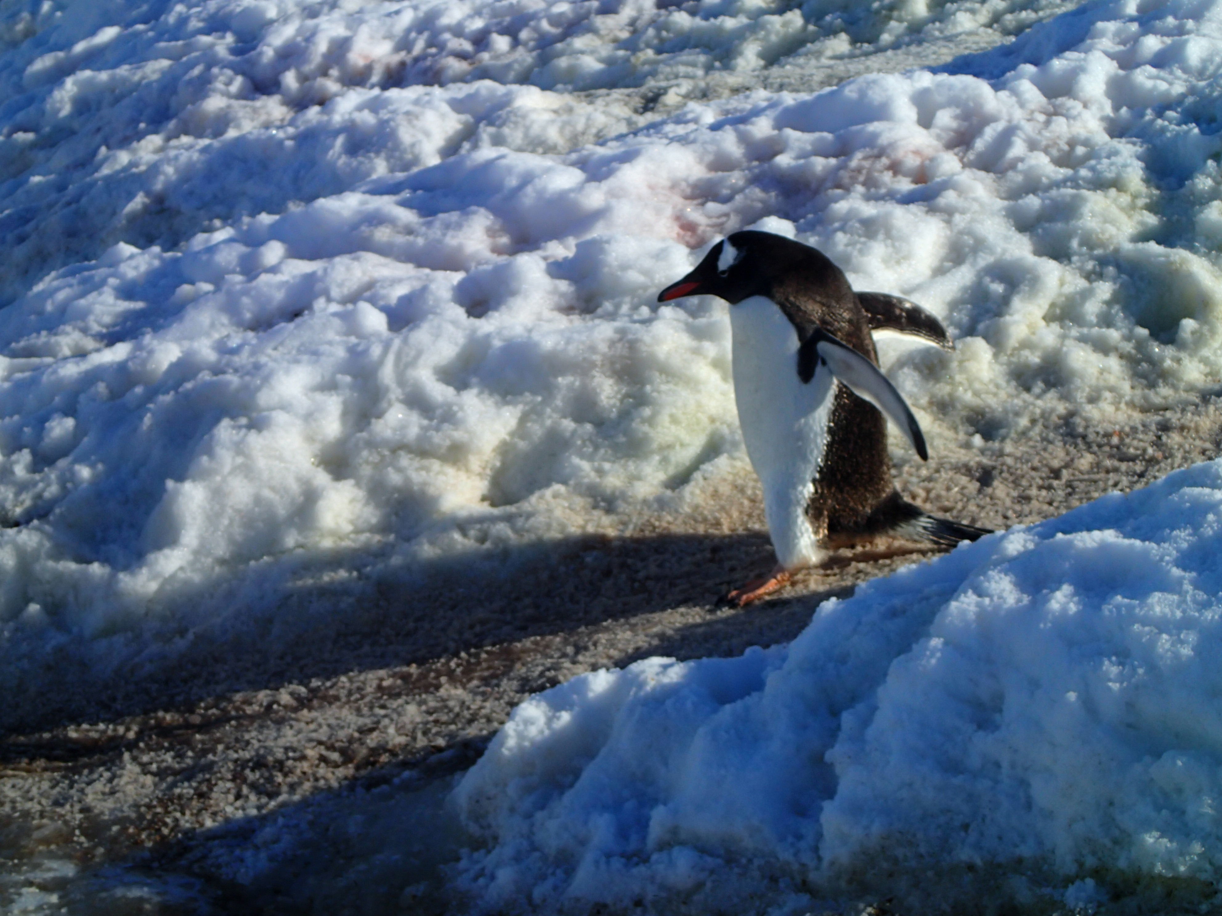 20200117T114908-0300 - ATA NekoHarbor - - Gentoo Penguin - P1174285.JPG